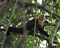 Img_7133d-malpa kapucinska-white-faced-capuchin.jpg